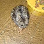 のんちゃんも、乾燥りんごチップは気に入ってくれています