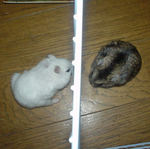 今日も会わせてみました