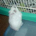 のんちゃんのケージに興味を示しています