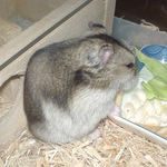 横からの食べシーン