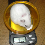 体重はさらに減少