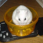 カボ種を食べています。