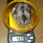 のんちゃんもちょっと減りました