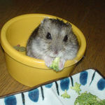 ブロッコリーをつまんでみる