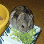 やっぱり足りないらしい