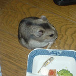 煮干を食べるユウキ