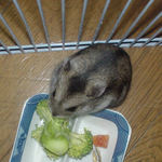 ブロッコリーを食べるユウキ