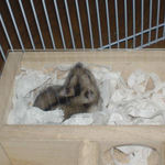 地下型巣箱に居るユウキ