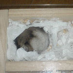 また寝ちゃいました。