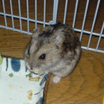 高野豆腐を食べるのんちゃん