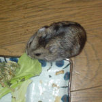 キャベツを齧ってるのんちゃん