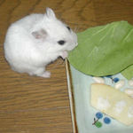 青梗菜を食べるアイ