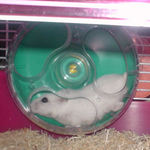 回し車をガンガン回しています。