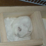 眠っちゃいました