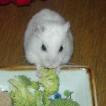 ブロッコリーを食べるアイ