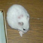 蒸し鶏ささみを頬張っています