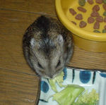 ブロッコリーを食べるのんちゃん