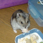 蒸鶏ささみを食べるユウキ