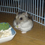 二頭身なユウキ