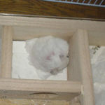 毛づくろい中。ハゲが目立ちますね。