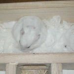 寝室でくつろぎ中