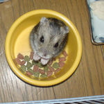 エサ入れから見上げるのんちゃん