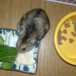 のんちゃんにも男前豆腐