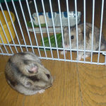 ユウキとのんちゃん