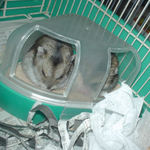 仲良く、砂浴び