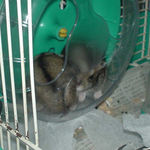 いっしょに、回し車に入っても・・・