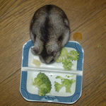 ブロッコリーを食べるユウキ