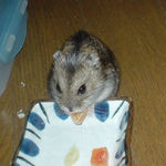 乾燥パパイヤを食べるのんちゃん