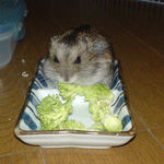 ブロッコリー食べ中ののんちゃん