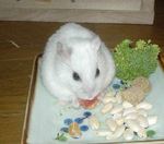 乾燥パパイヤを食べているアイ