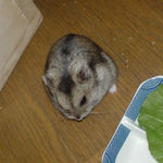 高野豆腐を食べるユウキ