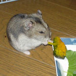 かぼちゃを食べるユウキ