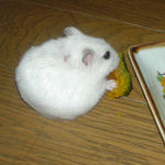 かぼちゃを食べるアイ