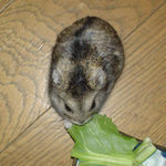 小松菜を食べるのんちゃん
