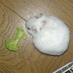 ブロッコリーにかじりついています