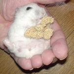 粟の穂腹出し中