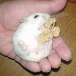 まだまだ、食べています