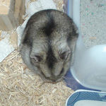 煮干を食べるユウキ