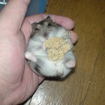 久々の腹出し食い