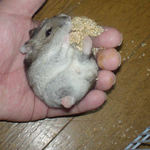 腹の肉が気になる