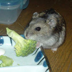 ブロッコリーを食べるユウキ