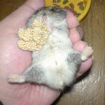 大股開きののんちゃん