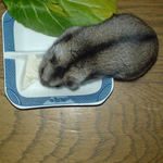 豆腐うまいです