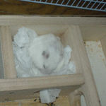 居眠り中のアイ