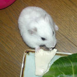 アイも豆腐好き