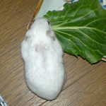 小松菜に齧りつくアイ